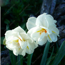 100pcs flower daffodil,daffodil seeds(not daffodil bulbs)bonsai flower seeds aquatic plants double petals Narcissus garden plant