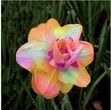 100pcs flower daffodil,daffodil seeds(not daffodil bulbs)bonsai flower seeds aquatic plants double petals Narcissus garden plant