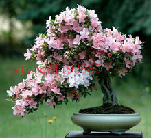 6 colors japanese sakura seeds 2015 new seeds Cherry Blossoms Seeds Japanese Cherry Cerasus Yedoensis Biji, Bonsai Flower Seeds