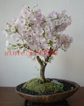 6 colors japanese sakura seeds 2015 new seeds Cherry Blossoms Seeds Japanese Cherry Cerasus Yedoensis Biji, Bonsai Flower Seeds