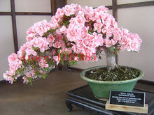 6 colors japanese sakura seeds 2015 new seeds Cherry Blossoms Seeds Japanese Cherry Cerasus Yedoensis Biji, Bonsai Flower Seeds