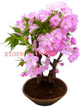 6 colors japanese sakura seeds 2015 new seeds Cherry Blossoms Seeds Japanese Cherry Cerasus Yedoensis Biji, Bonsai Flower Seeds