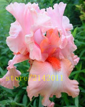 50pcs/bag pink iris seeds,bearded iris seeds,rare bonsai iris Phalaenopsis Orchid flower seeds,Nature plants for home garden