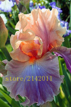 50pcs/bag pink iris seeds,bearded iris seeds,rare bonsai iris Phalaenopsis Orchid flower seeds,Nature plants for home garden