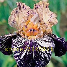 50pcs/bag pink iris seeds,bearded iris seeds,rare bonsai iris Phalaenopsis Orchid flower seeds,Nature plants for home garden