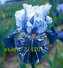 50pcs/bag pink iris seeds,bearded iris seeds,rare bonsai iris Phalaenopsis Orchid flower seeds,Nature plants for home garden