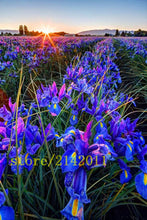 50pcs/bag pink iris seeds,bearded iris seeds,rare bonsai iris Phalaenopsis Orchid flower seeds,Nature plants for home garden