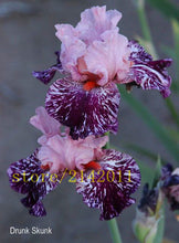 50pcs/bag pink iris seeds,bearded iris seeds,rare bonsai iris Phalaenopsis Orchid flower seeds,Nature plants for home garden