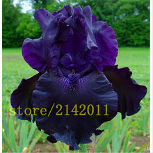 50pcs/bag pink iris seeds,bearded iris seeds,rare bonsai iris Phalaenopsis Orchid flower seeds,Nature plants for home garden