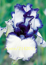 50pcs/bag pink iris seeds,bearded iris seeds,rare bonsai iris Phalaenopsis Orchid flower seeds,Nature plants for home garden