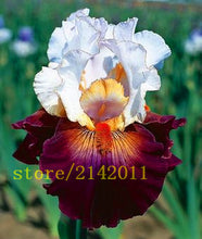 50pcs/bag pink iris seeds,bearded iris seeds,rare bonsai iris Phalaenopsis Orchid flower seeds,Nature plants for home garden