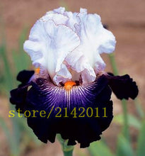 50pcs/bag pink iris seeds,bearded iris seeds,rare bonsai iris Phalaenopsis Orchid flower seeds,Nature plants for home garden