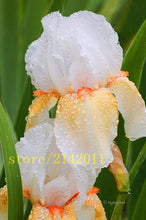 50pcs/bag pink iris seeds,bearded iris seeds,rare bonsai iris Phalaenopsis Orchid flower seeds,Nature plants for home garden