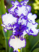 50pcs/bag pink iris seeds,bearded iris seeds,rare bonsai iris Phalaenopsis Orchid flower seeds,Nature plants for home garden