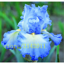 50pcs/bag pink iris seeds,bearded iris seeds,rare bonsai iris Phalaenopsis Orchid flower seeds,Nature plants for home garden