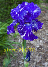 50pcs/bag pink iris seeds,bearded iris seeds,rare bonsai iris Phalaenopsis Orchid flower seeds,Nature plants for home garden