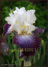 50pcs/bag pink iris seeds,bearded iris seeds,rare bonsai iris Phalaenopsis Orchid flower seeds,Nature plants for home garden