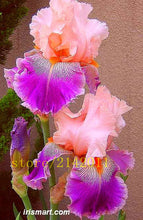 50pcs/bag pink iris seeds,bearded iris seeds,rare bonsai iris Phalaenopsis Orchid flower seeds,Nature plants for home garden