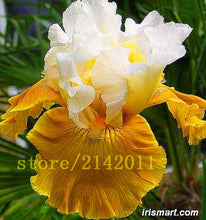 50pcs/bag pink iris seeds,bearded iris seeds,rare bonsai iris Phalaenopsis Orchid flower seeds,Nature plants for home garden