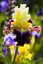 50pcs/bag pink iris seeds,bearded iris seeds,rare bonsai iris Phalaenopsis Orchid flower seeds,Nature plants for home garden