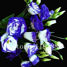 200pcs/pack  purple Lisianthus seeds Rare eustoma seeds Flower Seeds Bonsai Seeds for Home & Garden