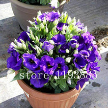 200pcs/pack  purple Lisianthus seeds Rare eustoma seeds Flower Seeds Bonsai Seeds for Home & Garden