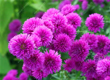 200 PCS/BAG aster seeds aster flower bonsai flower seeds rainbow chrysanthemum seeds Perennial flowers home garden plant