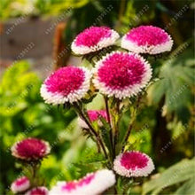 200 PCS/BAG aster seeds aster flower bonsai flower seeds rainbow chrysanthemum seeds Perennial flowers home garden plant