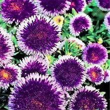 200 PCS/BAG aster seeds aster flower bonsai flower seeds rainbow chrysanthemum seeds Perennial flowers home garden plant