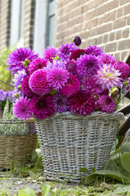 200 PCS/BAG aster seeds aster flower bonsai flower seeds rainbow chrysanthemum seeds Perennial flowers home garden plant