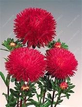 200 PCS/BAG aster seeds aster flower bonsai flower seeds rainbow chrysanthemum seeds Perennial flowers home garden plant