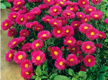 200 PCS/BAG aster seeds aster flower bonsai flower seeds rainbow chrysanthemum seeds Perennial flowers home garden plant