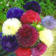 200 PCS/BAG aster seeds aster flower bonsai flower seeds rainbow chrysanthemum seeds Perennial flowers home garden plant