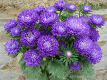 200 PCS/BAG aster seeds aster flower bonsai flower seeds rainbow chrysanthemum seeds Perennial flowers home garden plant