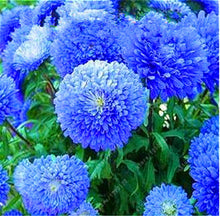 200 PCS/BAG aster seeds aster flower bonsai flower seeds rainbow chrysanthemum seeds Perennial flowers home garden plant