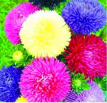 200 PCS/BAG aster seeds aster flower bonsai flower seeds rainbow chrysanthemum seeds Perennial flowers home garden plant