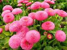 200 PCS/BAG aster seeds aster flower bonsai flower seeds rainbow chrysanthemum seeds Perennial flowers home garden plant