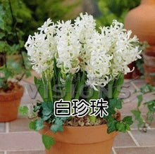 Hyacinth seeds Hyacinthus Orientalis Indoor green plants, flower plants, easy to grow - 50pcs Hyacinthus seeds