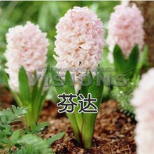 Hyacinth seeds Hyacinthus Orientalis Indoor green plants, flower plants, easy to grow - 50pcs Hyacinthus seeds