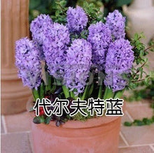 Hyacinth seeds Hyacinthus Orientalis Indoor green plants, flower plants, easy to grow - 50pcs Hyacinthus seeds