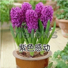 Hyacinth seeds Hyacinthus Orientalis Indoor green plants, flower plants, easy to grow - 50pcs Hyacinthus seeds