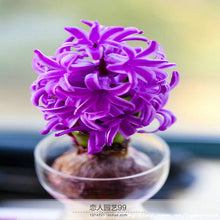 Hyacinth seeds Hyacinthus Orientalis Indoor green plants, flower plants, easy to grow - 50pcs Hyacinthus seeds