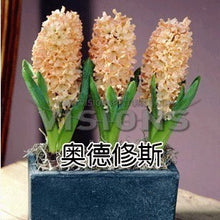 Hyacinth seeds Hyacinthus Orientalis Indoor green plants, flower plants, easy to grow - 50pcs Hyacinthus seeds