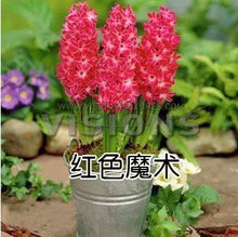 Hyacinth seeds Hyacinthus Orientalis Indoor green plants, flower plants, easy to grow - 50pcs Hyacinthus seeds
