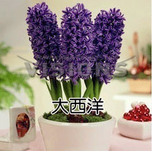Hyacinth seeds Hyacinthus Orientalis Indoor green plants, flower plants, easy to grow - 50pcs Hyacinthus seeds