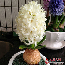 Hyacinth seeds Hyacinthus Orientalis Indoor green plants, flower plants, easy to grow - 50pcs Hyacinthus seeds