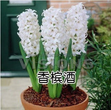 Hyacinth seeds Hyacinthus Orientalis Indoor green plants, flower plants, easy to grow - 50pcs Hyacinthus seeds
