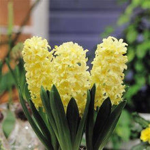 Hyacinth seeds Hyacinthus Orientalis Indoor green plants, flower plants, easy to grow - 50pcs Hyacinthus seeds