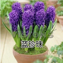 Hyacinth seeds Hyacinthus Orientalis Indoor green plants, flower plants, easy to grow - 50pcs Hyacinthus seeds