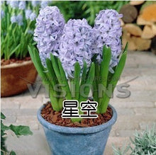 Hyacinth seeds Hyacinthus Orientalis Indoor green plants, flower plants, easy to grow - 50pcs Hyacinthus seeds